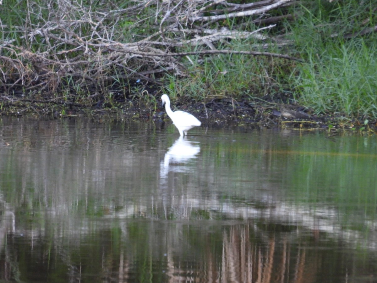 Little Blue Heron - Denise Rychlik