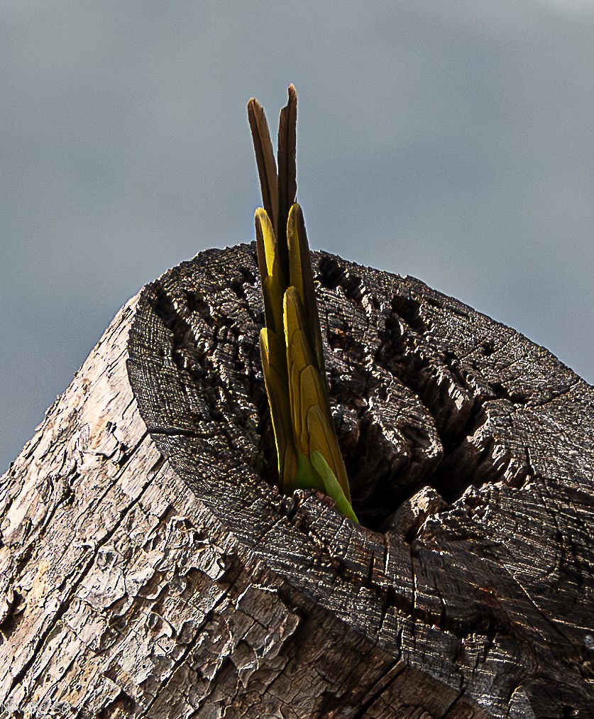 Rose-ringed Parakeet - Niv Bessor