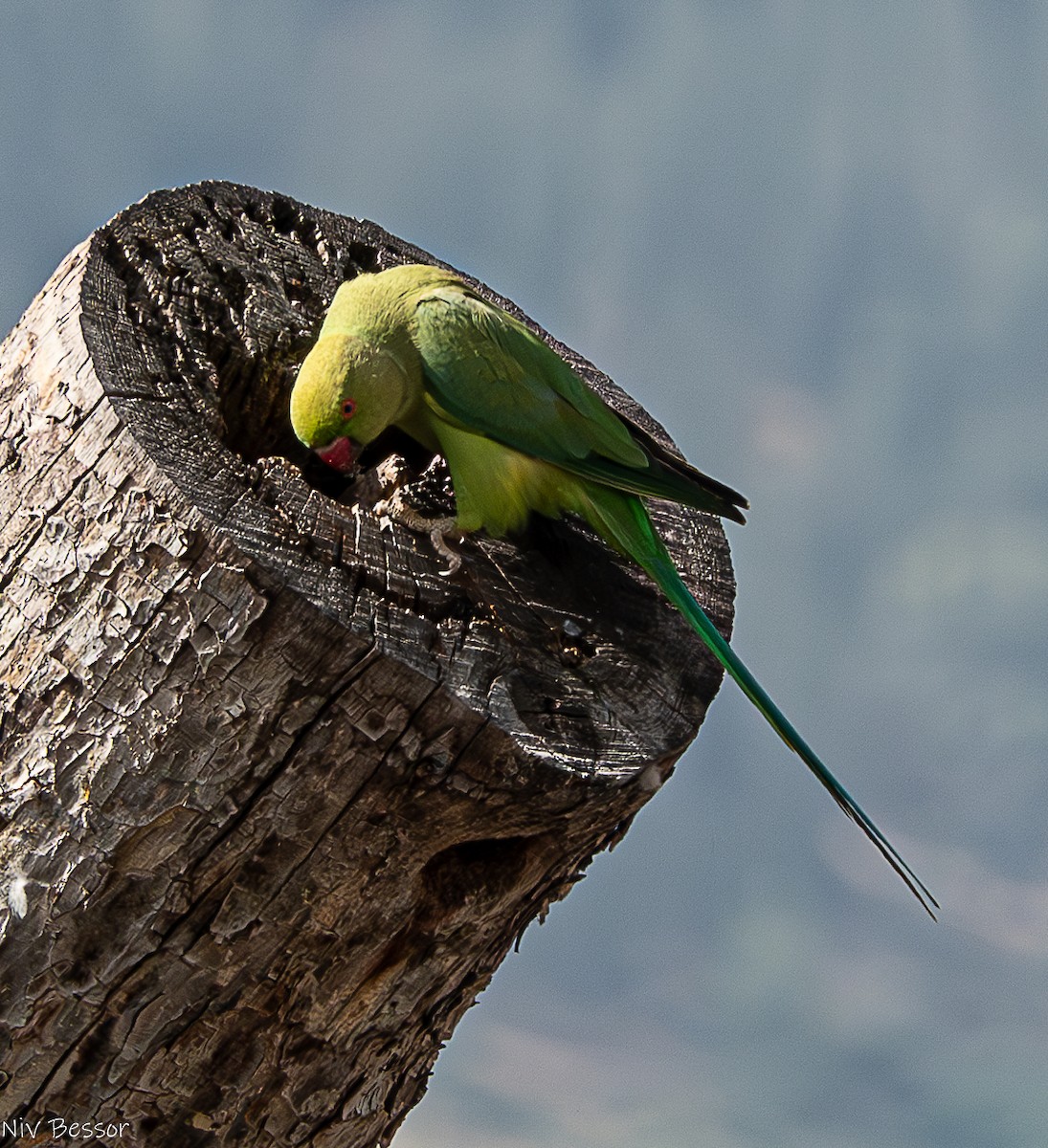 Rose-ringed Parakeet - Niv Bessor