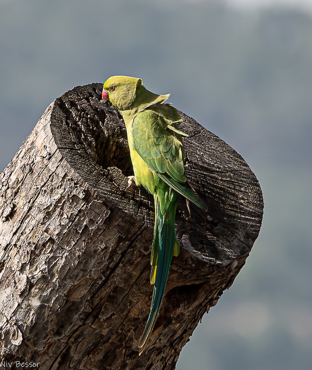 Rose-ringed Parakeet - Niv Bessor
