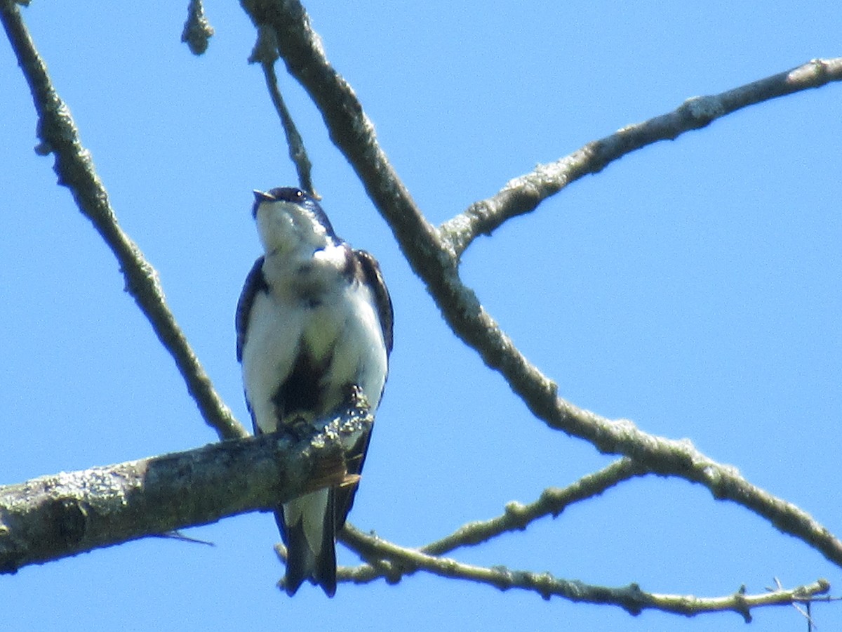 Tree Swallow - Barry Capella