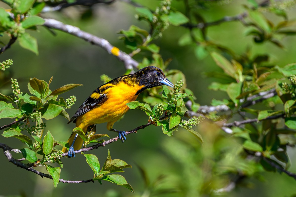 Baltimore Oriole - Alain Kemp