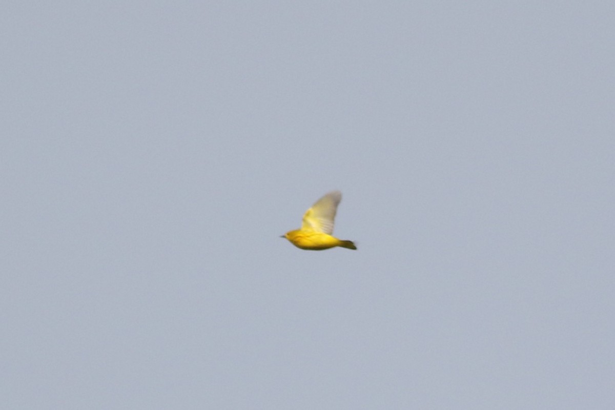 Yellow Warbler (Northern) - Lily Morello