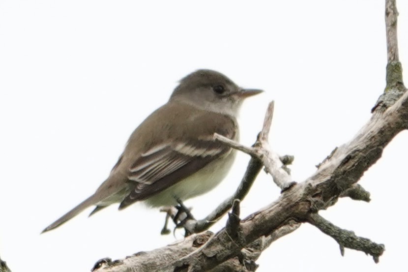 Willow Flycatcher - Linda Hamp