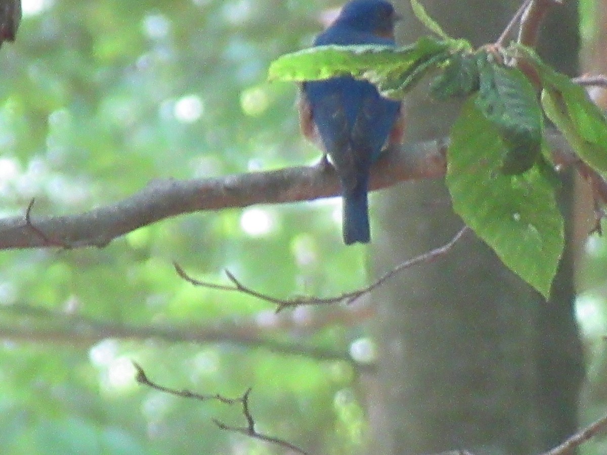 Eastern Bluebird - Barry Capella