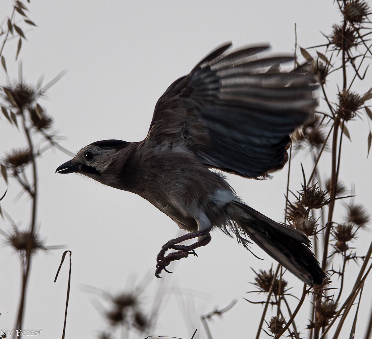 Eurasian Jay (Black-capped) - Niv Bessor