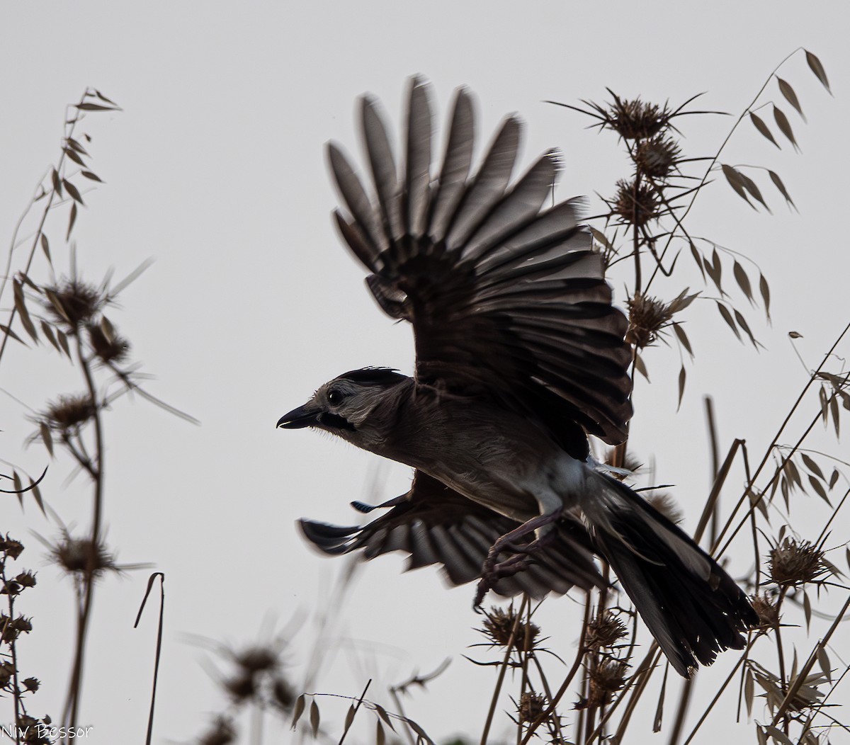 Eurasian Jay (Black-capped) - Niv Bessor