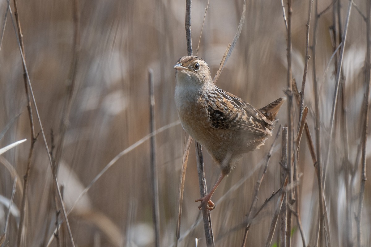 Sedge Wren - Susan Teefy