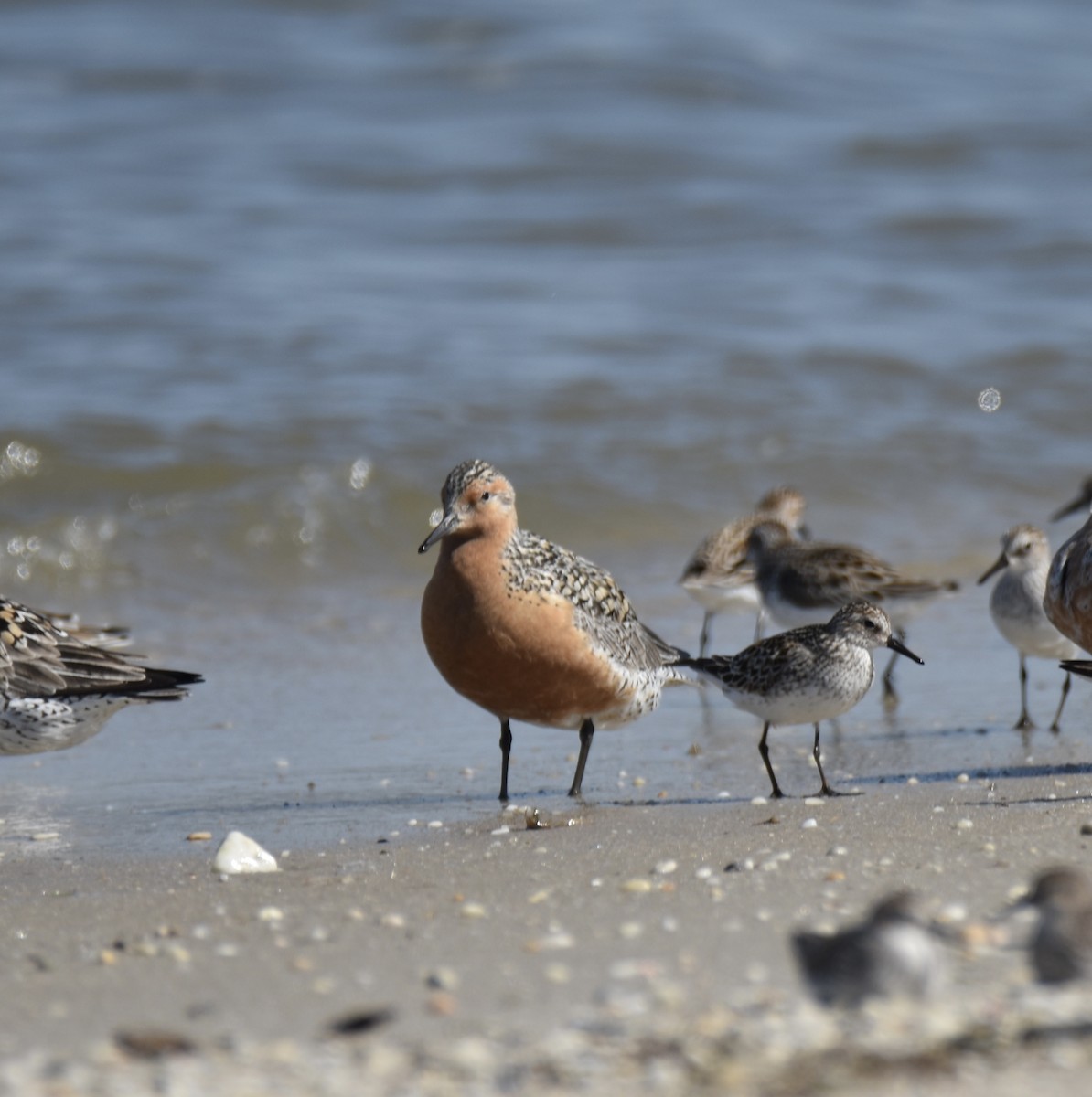 Red Knot - Dale Weaver