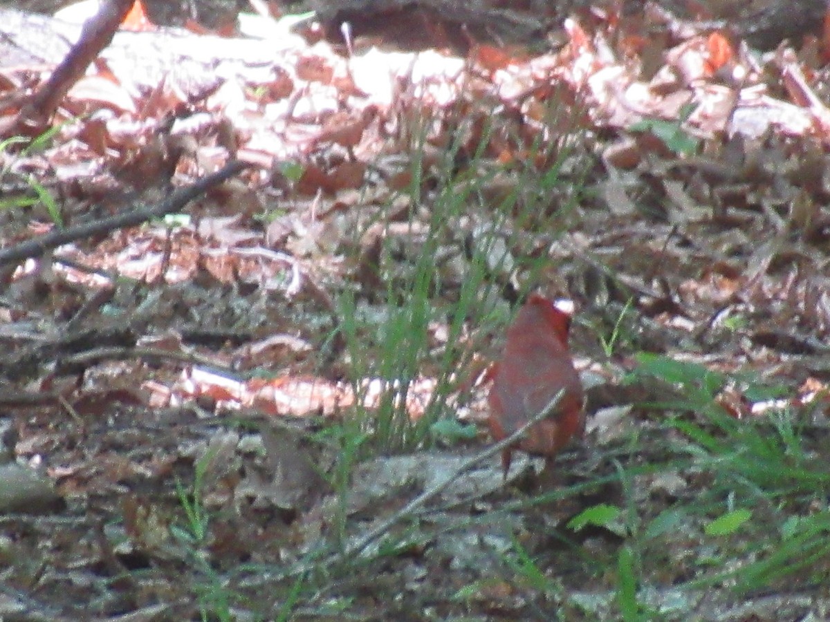 Northern Cardinal - Barry Capella