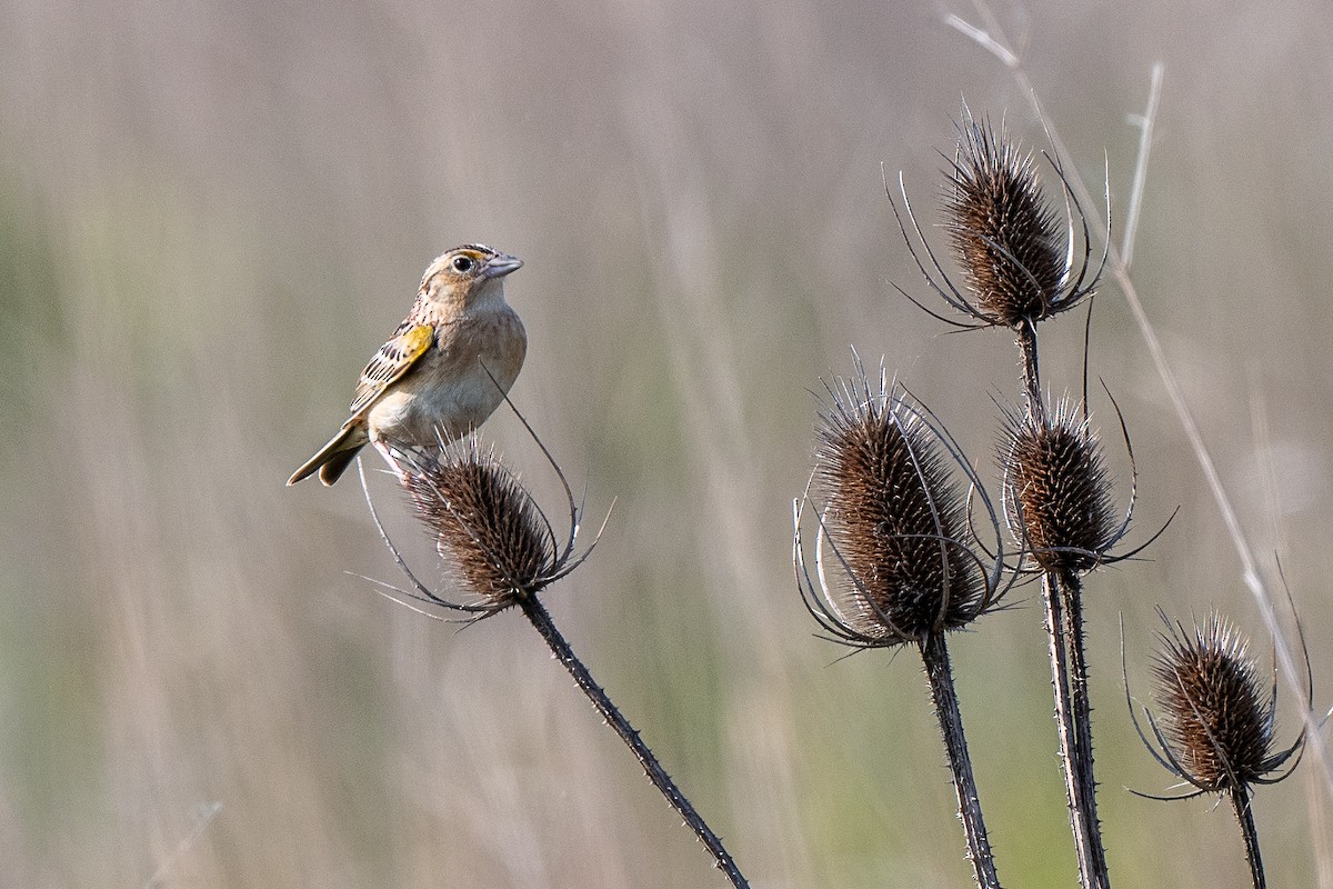 Grasshopper Sparrow - Susan Teefy