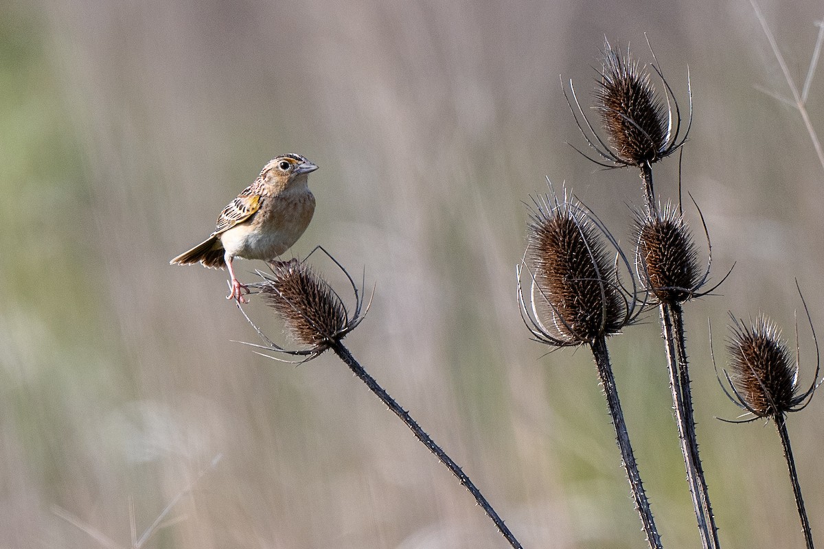 Grasshopper Sparrow - Susan Teefy