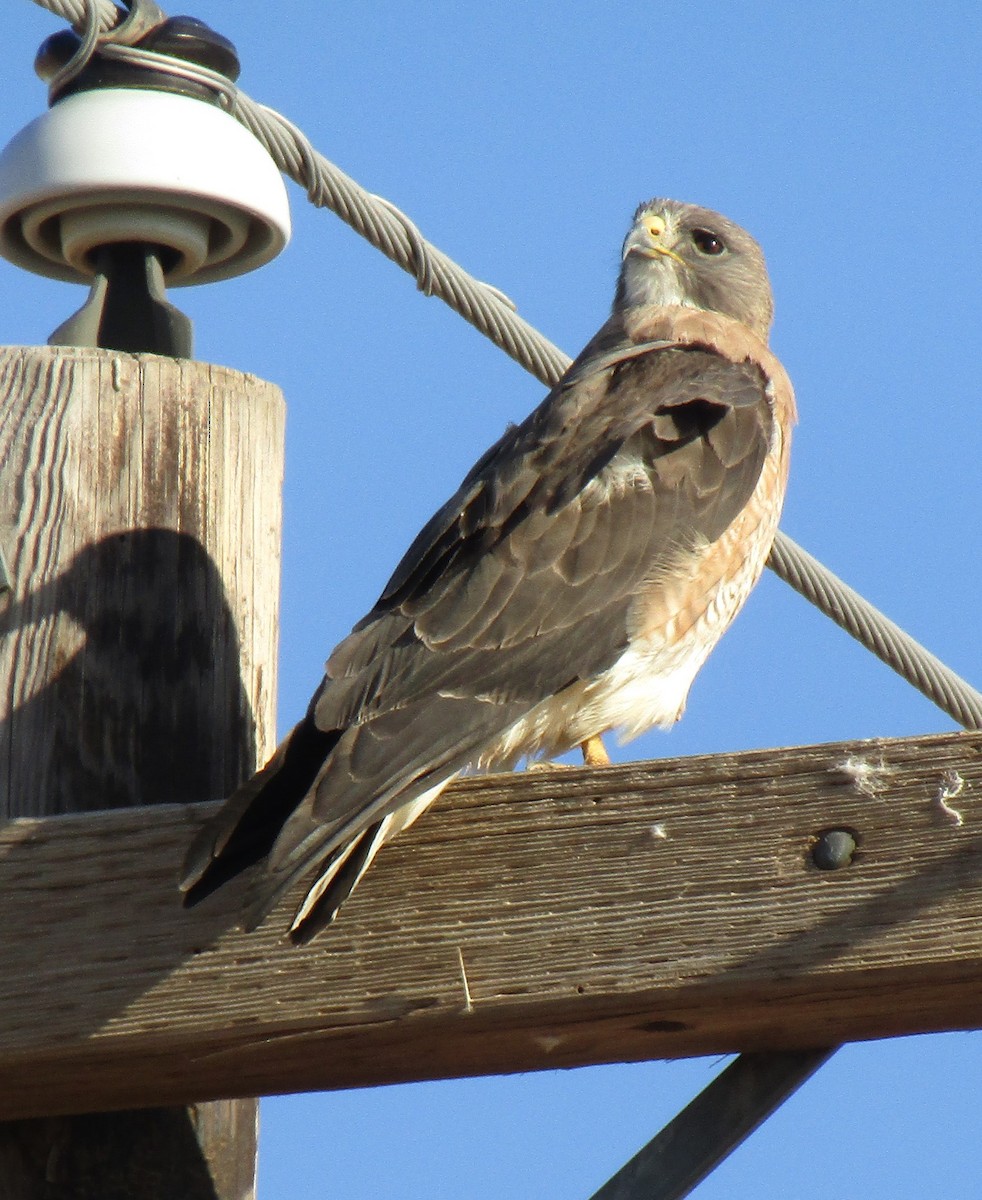 Swainson's Hawk - ML619482560