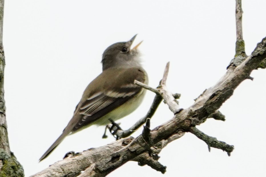 Willow Flycatcher - Linda Hamp