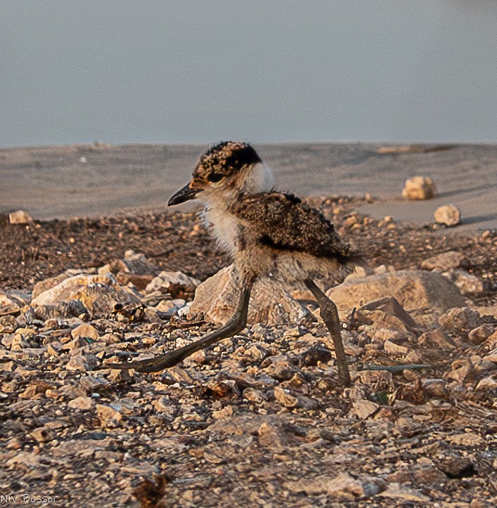 Spur-winged Lapwing - Niv Bessor