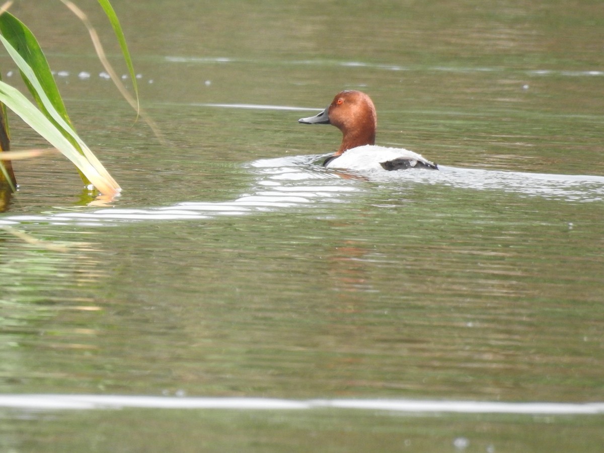 Common Pochard - Anita Sigstam