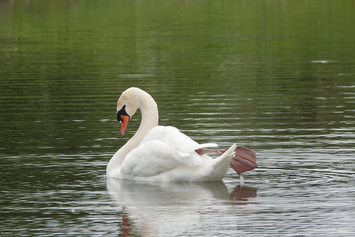 Mute Swan - Angela Vera