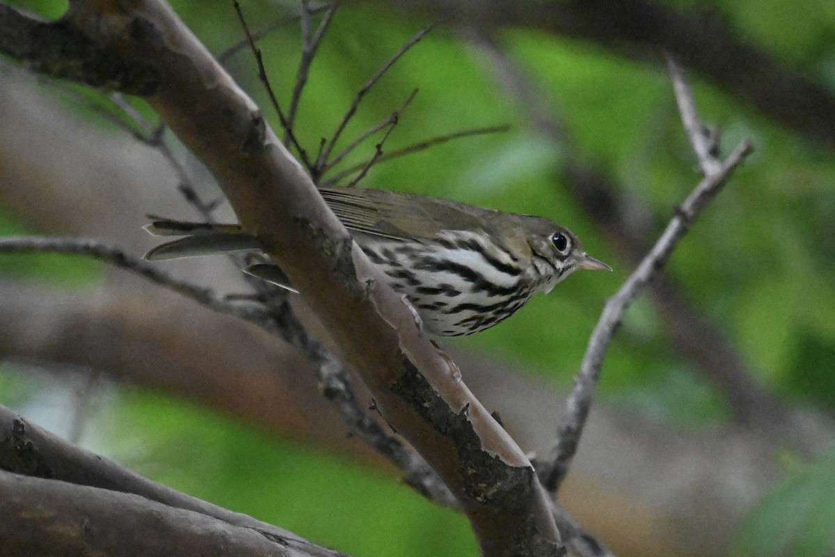 Ovenbird - Grace Huffman