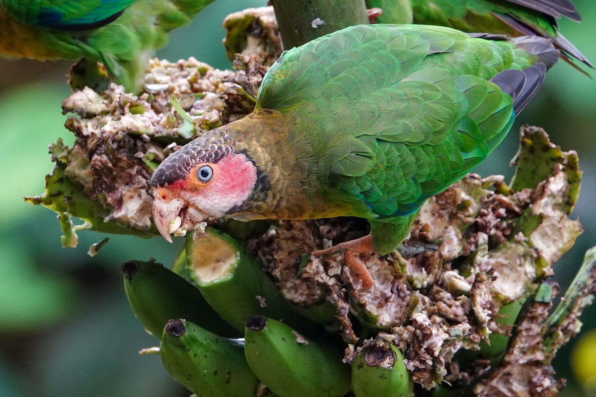 Rose-faced Parrot - Celesta von Chamier