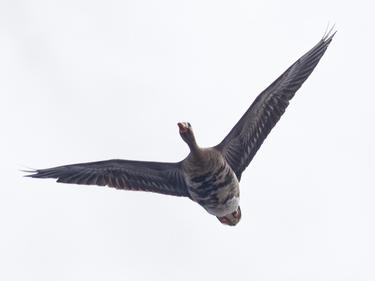 Greater White-fronted Goose - Edith Holden