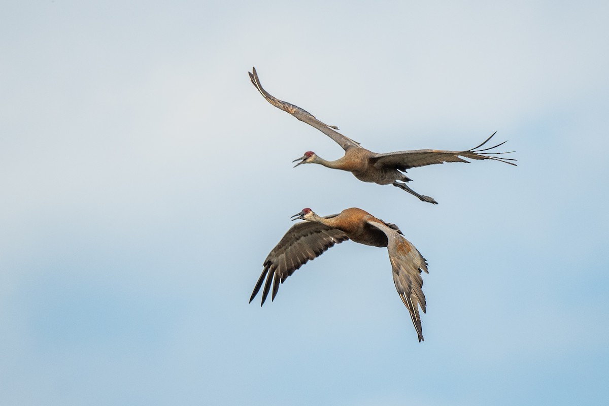 Sandhill Crane - Susan Teefy