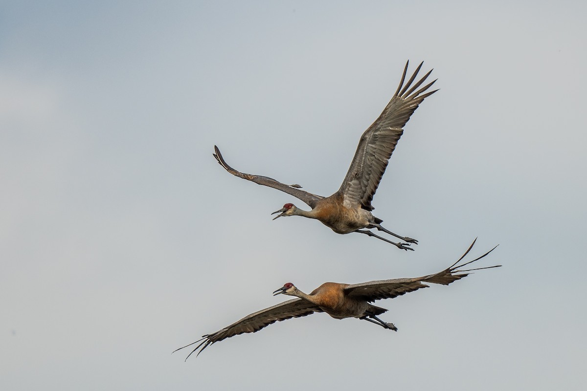 Sandhill Crane - Susan Teefy