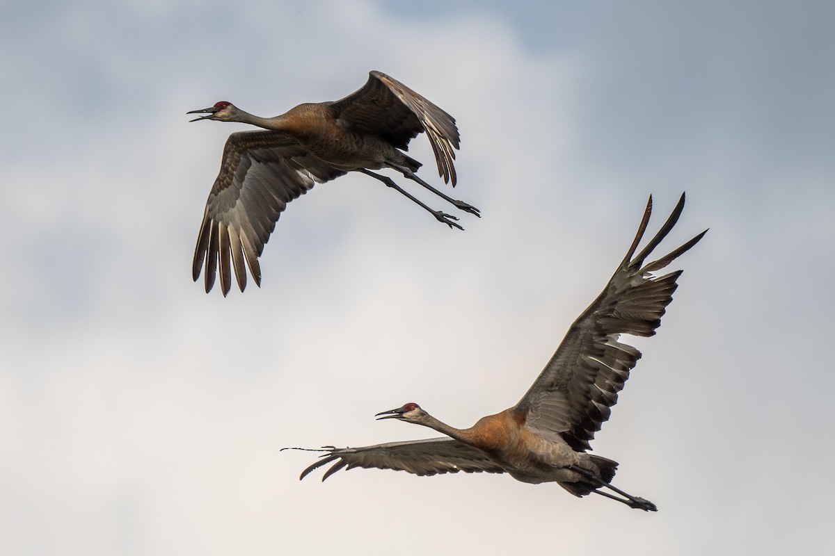 Sandhill Crane - Susan Teefy