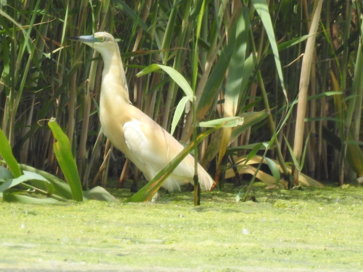 Squacco Heron - Anita Sigstam