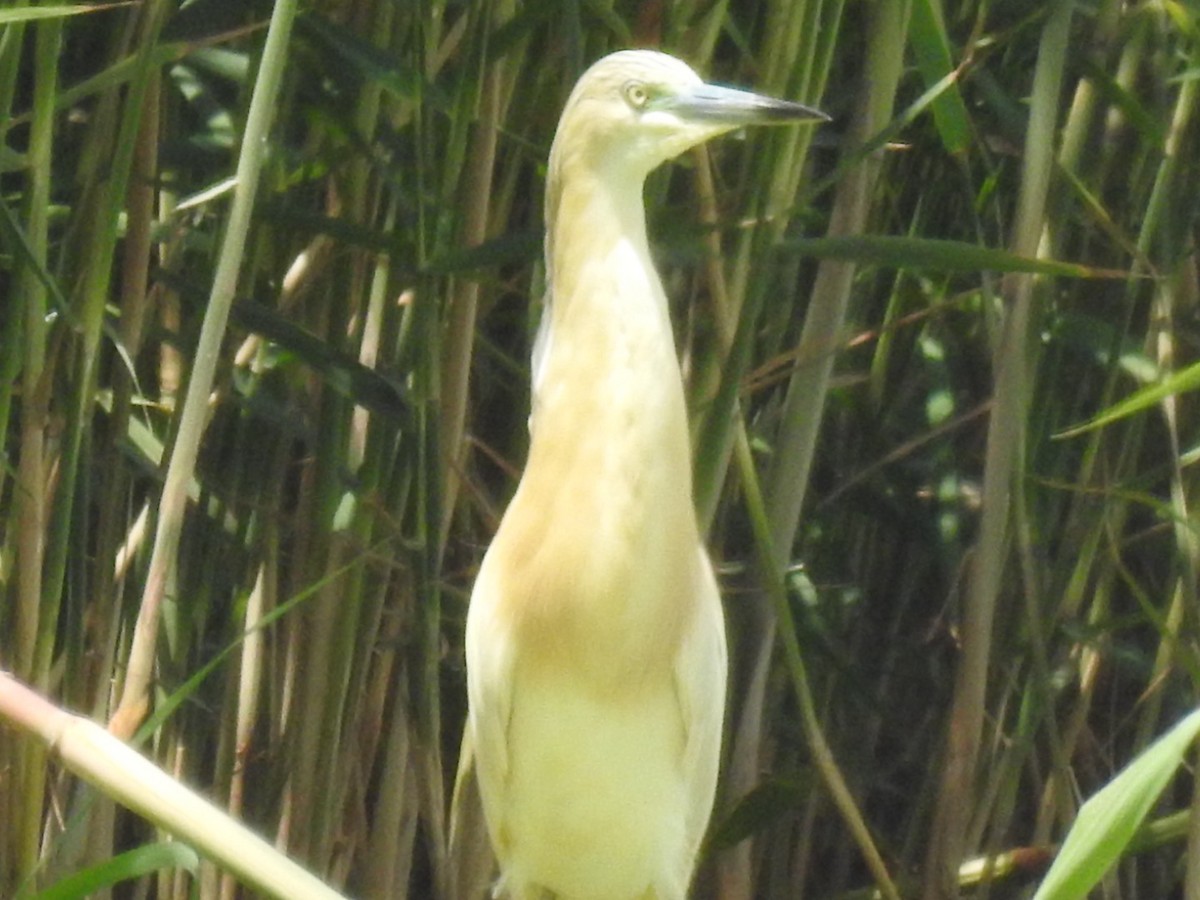 Squacco Heron - Anita Sigstam