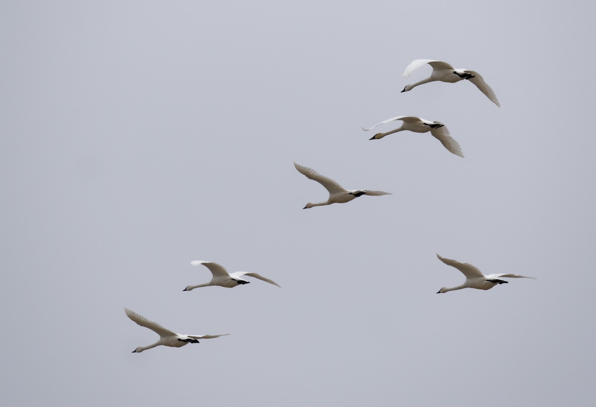 Tundra Swan - Edith Holden