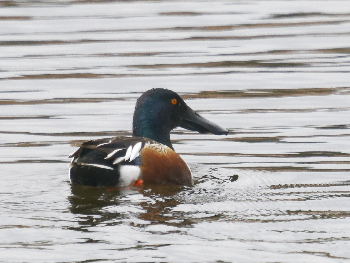 Northern Shoveler - ML619482608