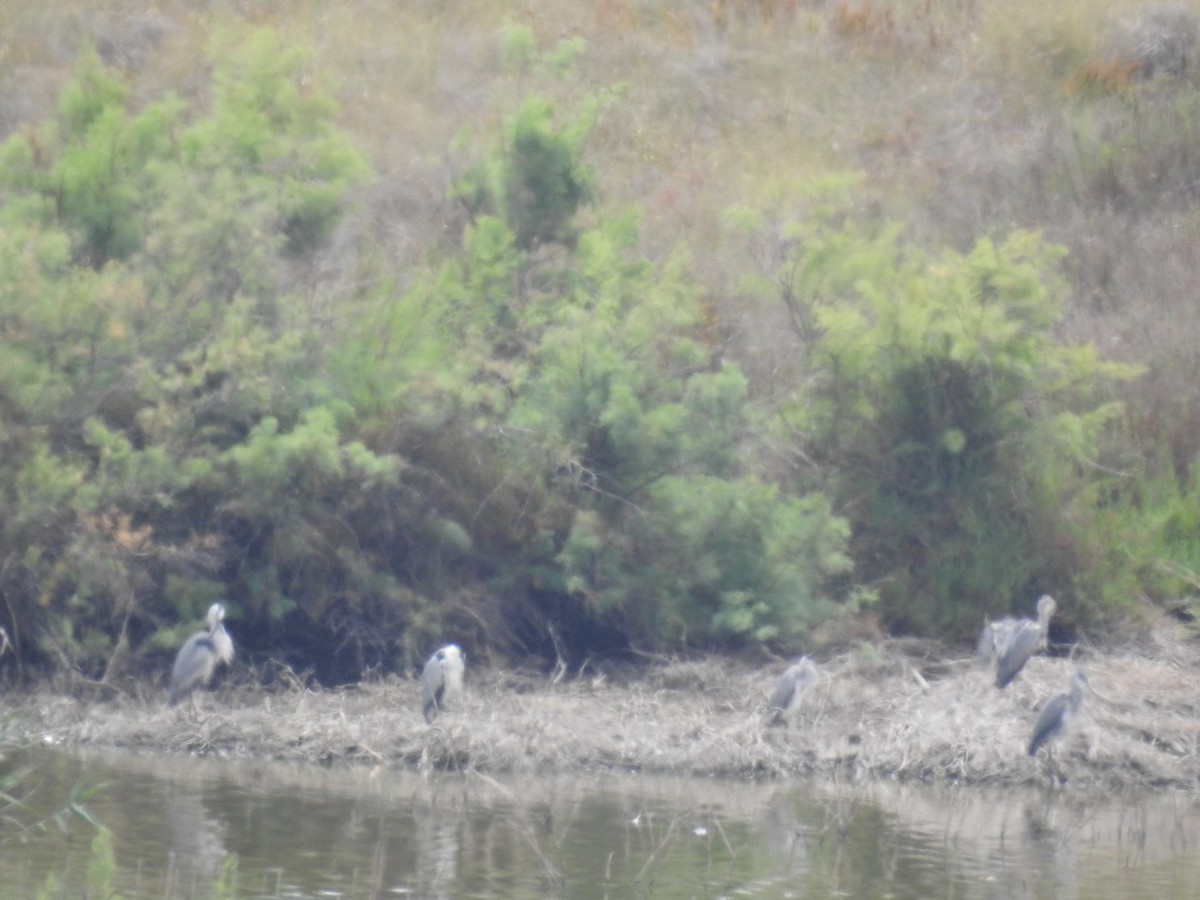 Gray Heron - Anita Sigstam