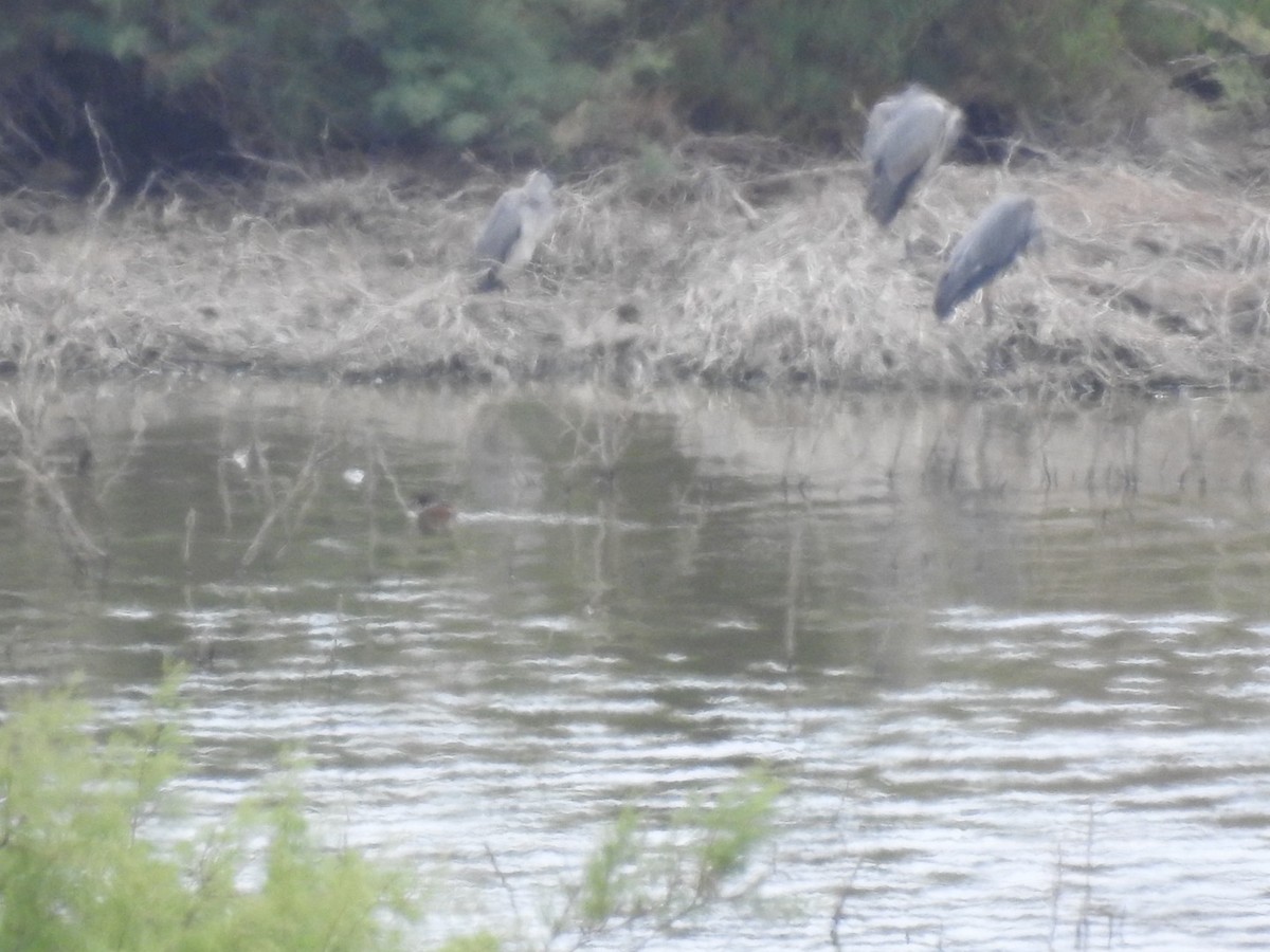 Gray Heron - Anita Sigstam