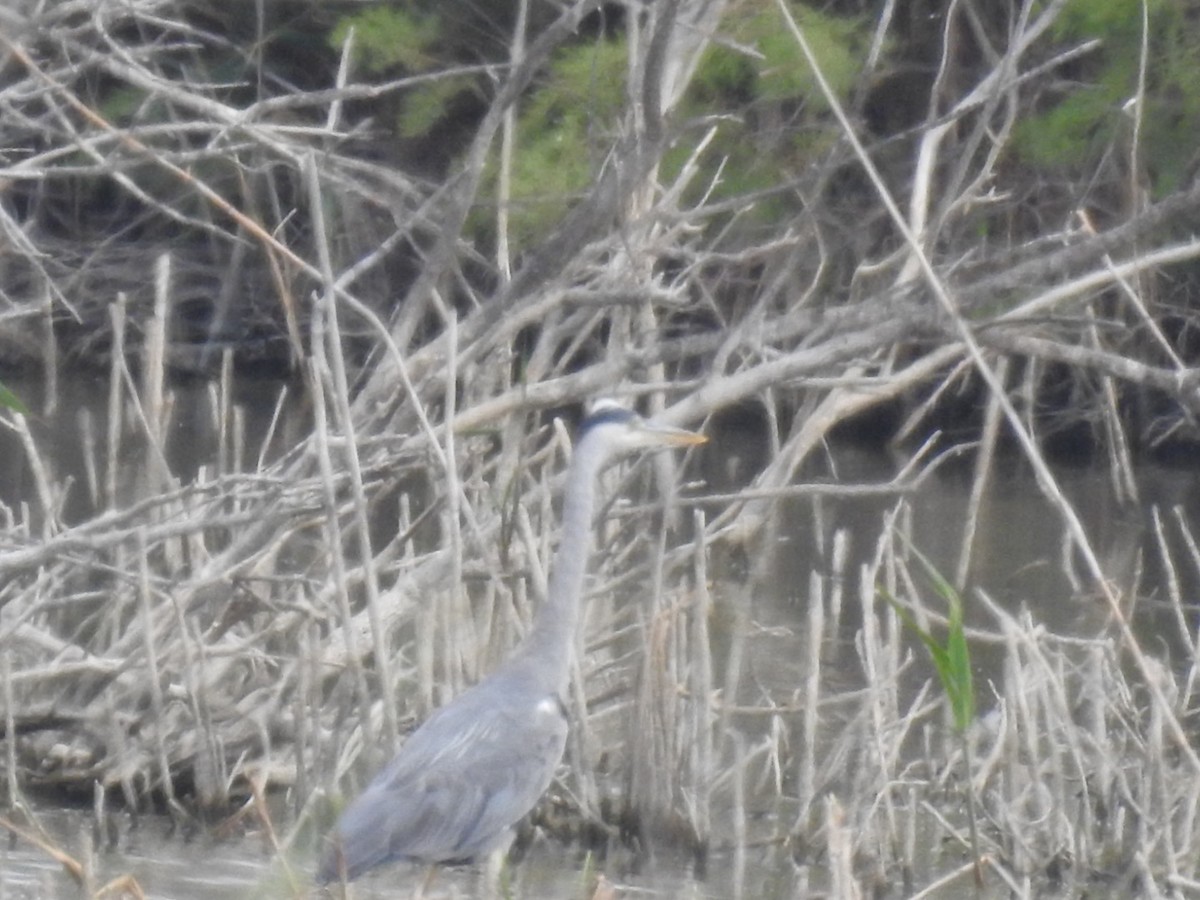 Gray Heron - Anita Sigstam