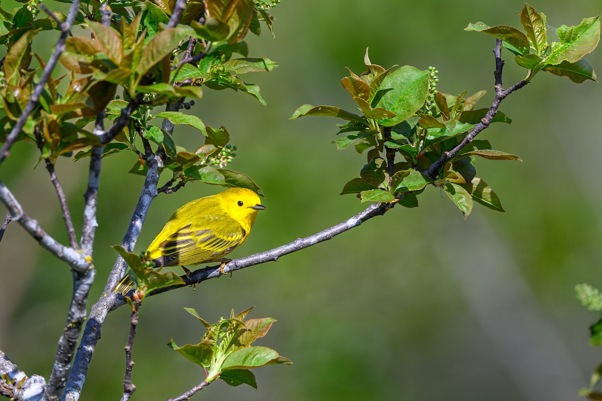 Yellow Warbler - Alain Kemp