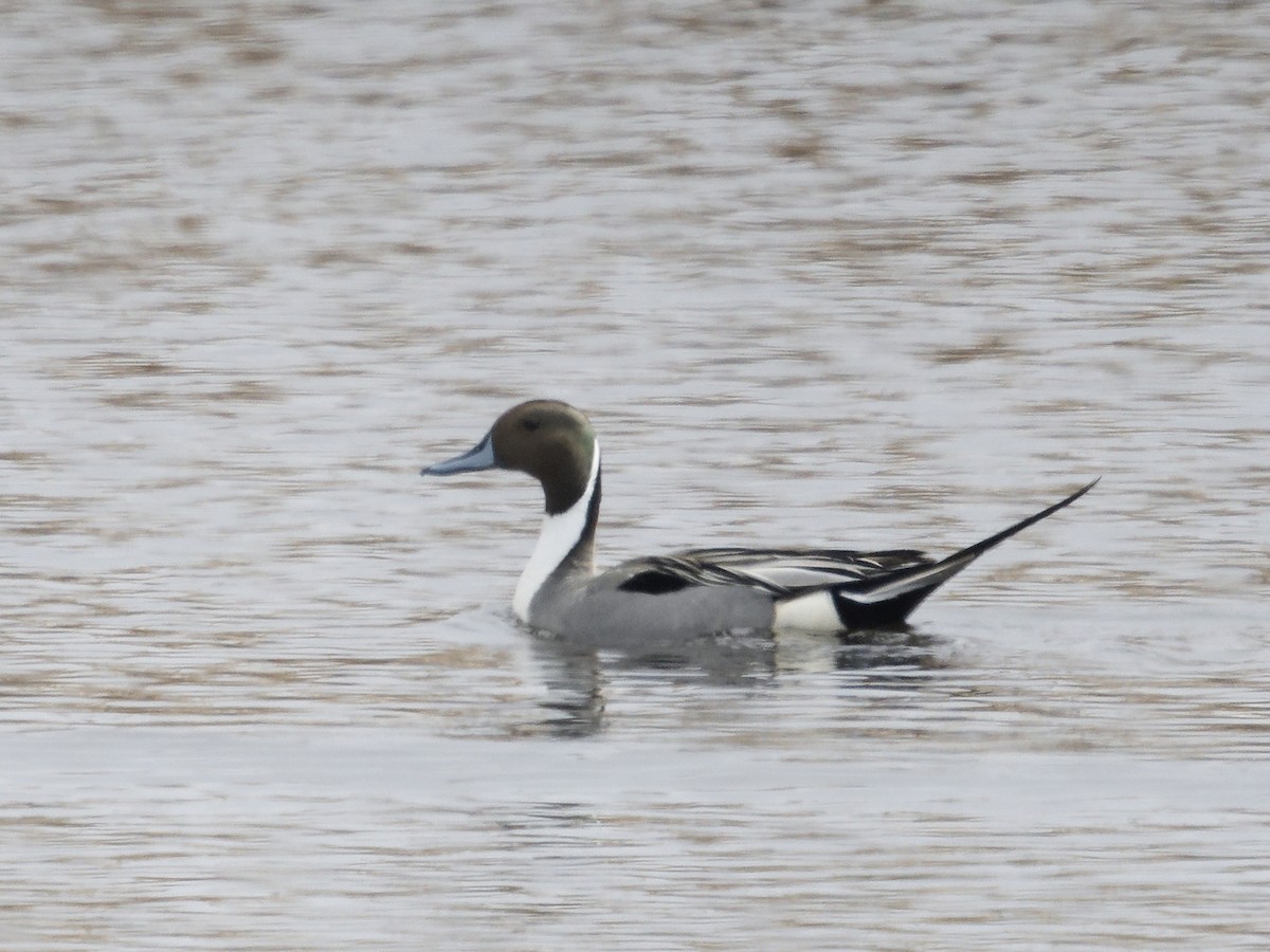 Northern Pintail - Edith Holden
