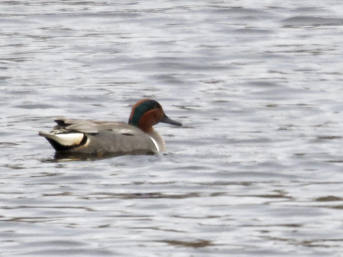 Green-winged Teal - Edith Holden