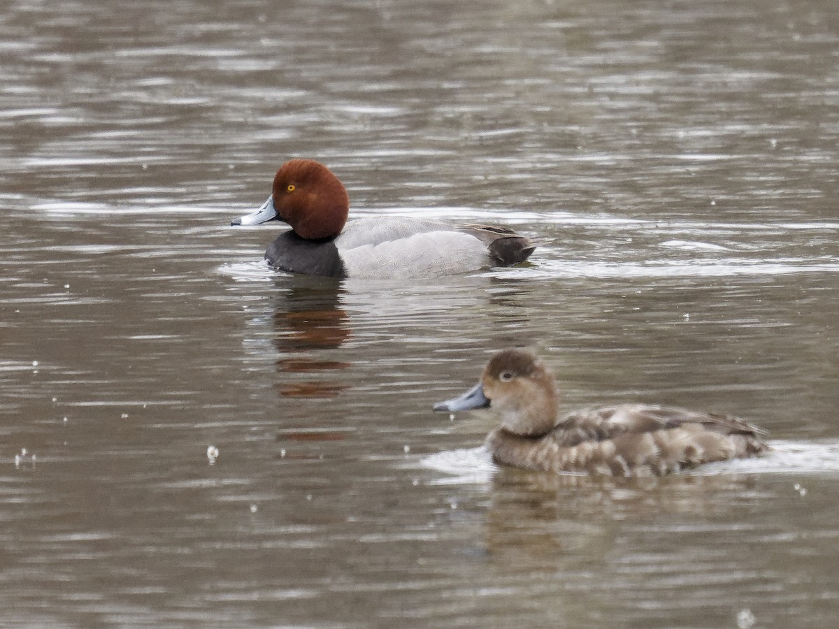 Redhead - Edith Holden