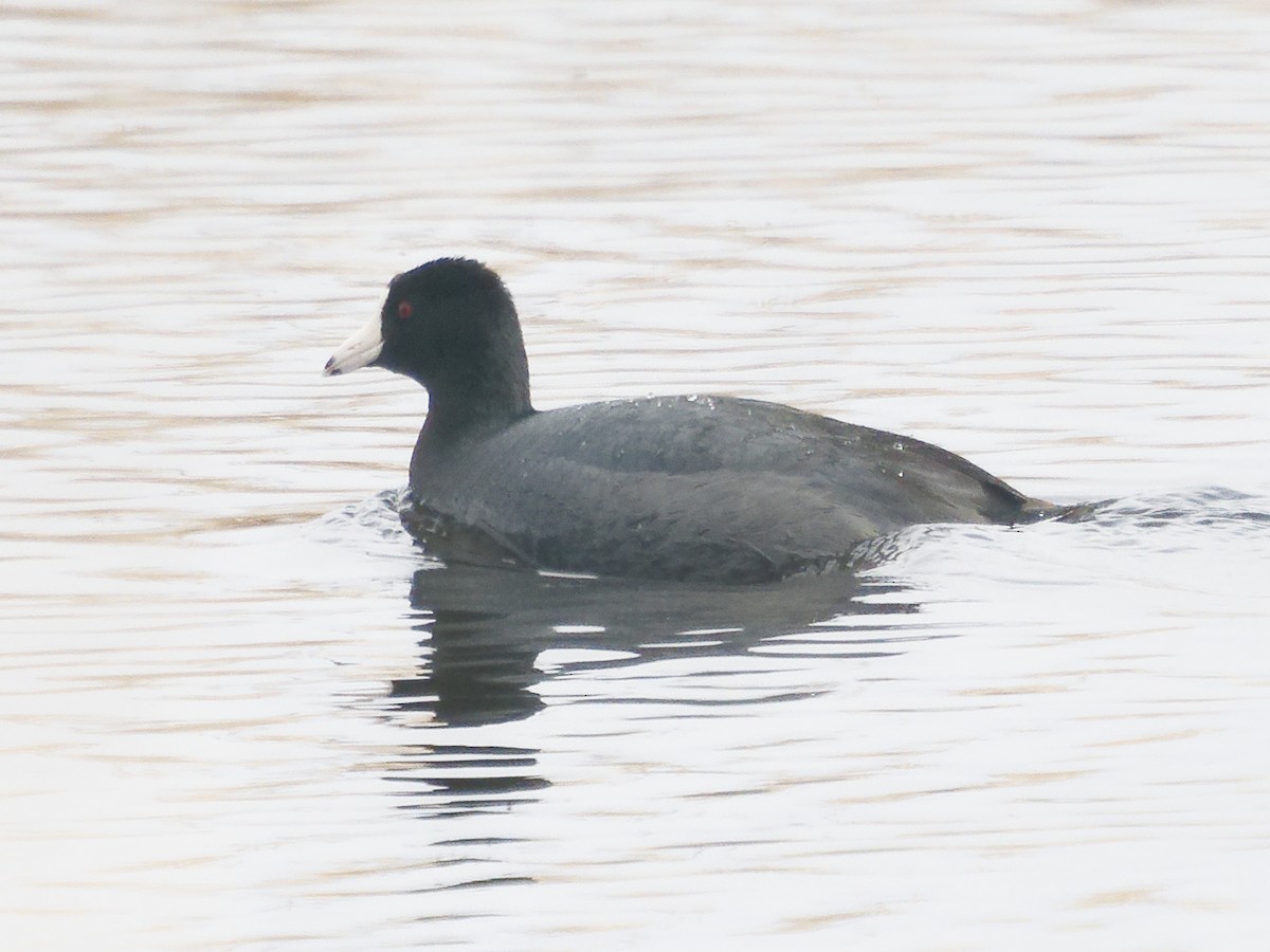 American Coot - Edith Holden