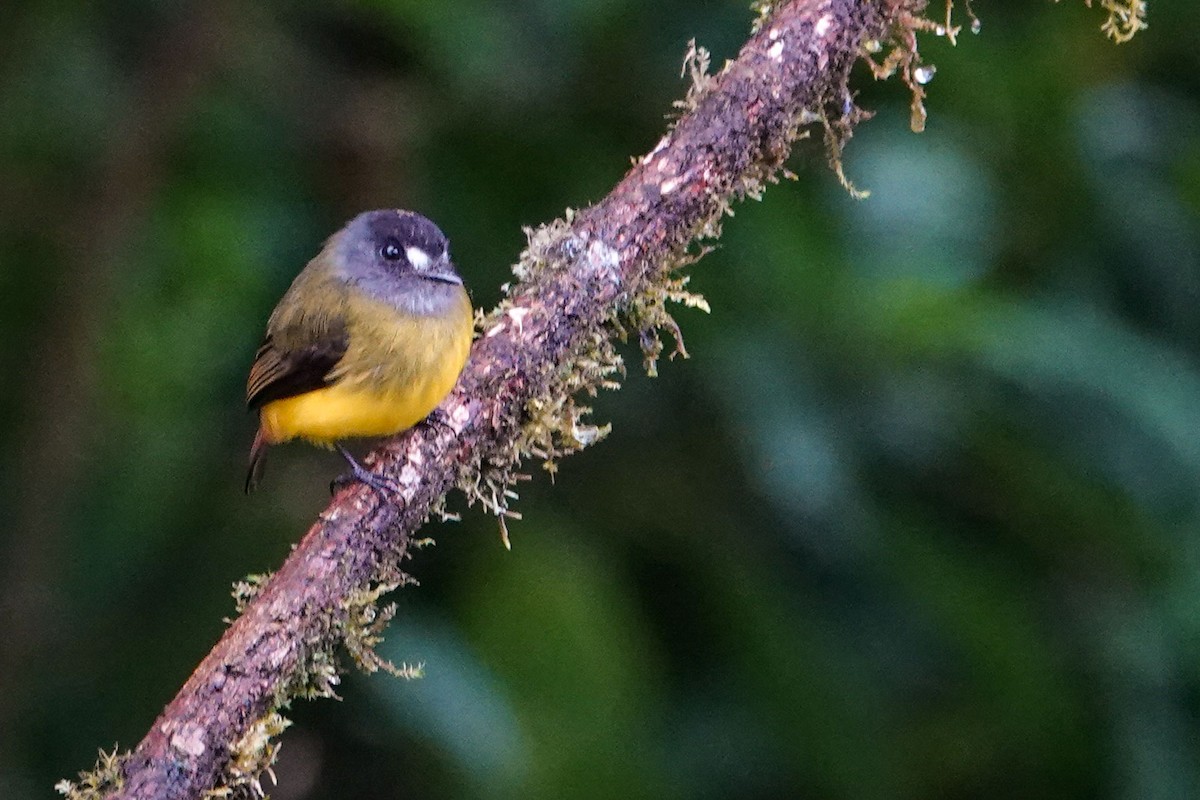 Ornate Flycatcher - ML619482634