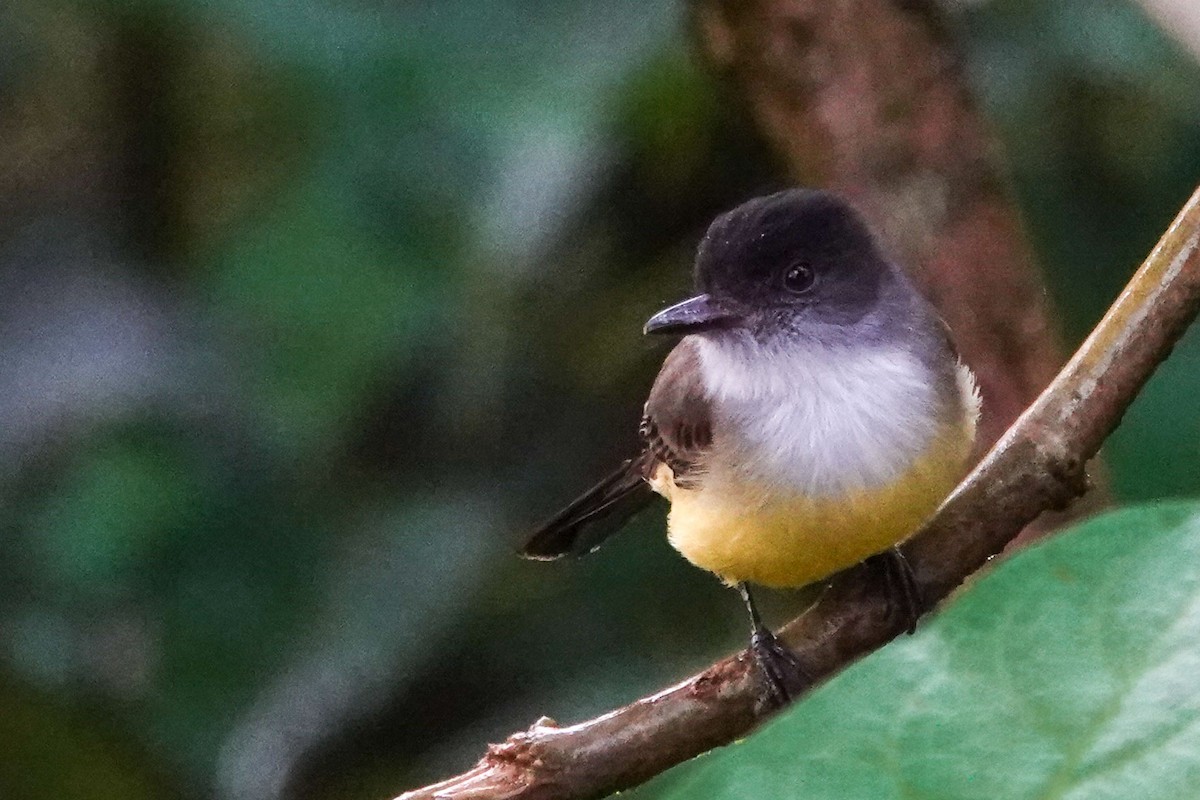 Dusky-capped Flycatcher - Celesta von Chamier