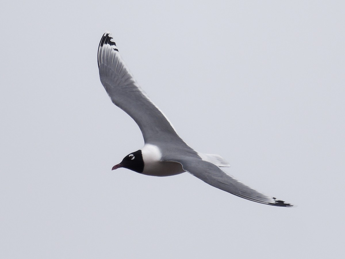 Franklin's Gull - Edith Holden