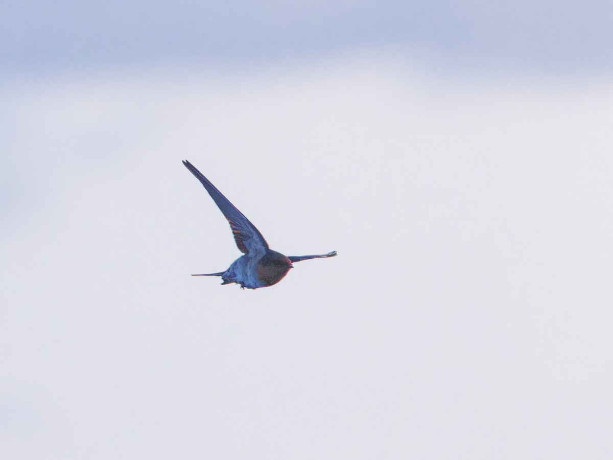 Pacific Swallow - Angus Wilson