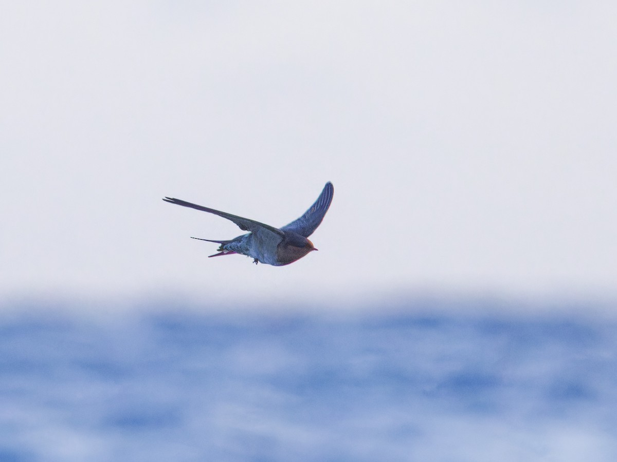 Pacific Swallow - Angus Wilson