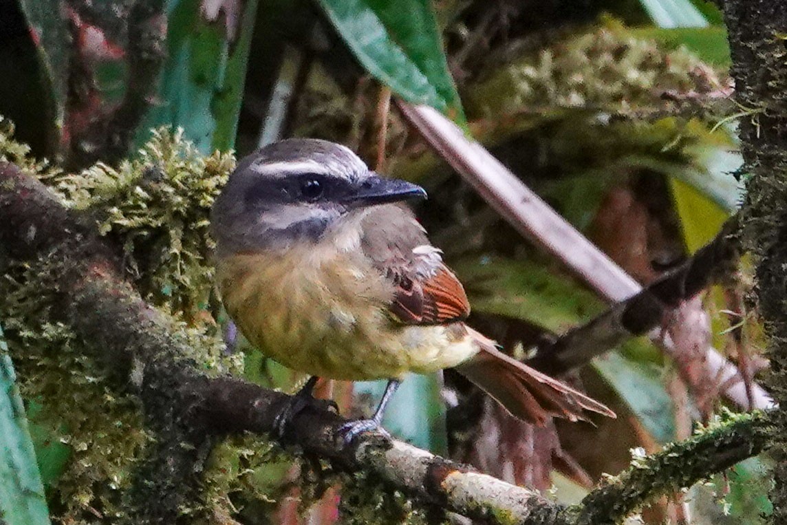 Rusty-margined Flycatcher - ML619482644