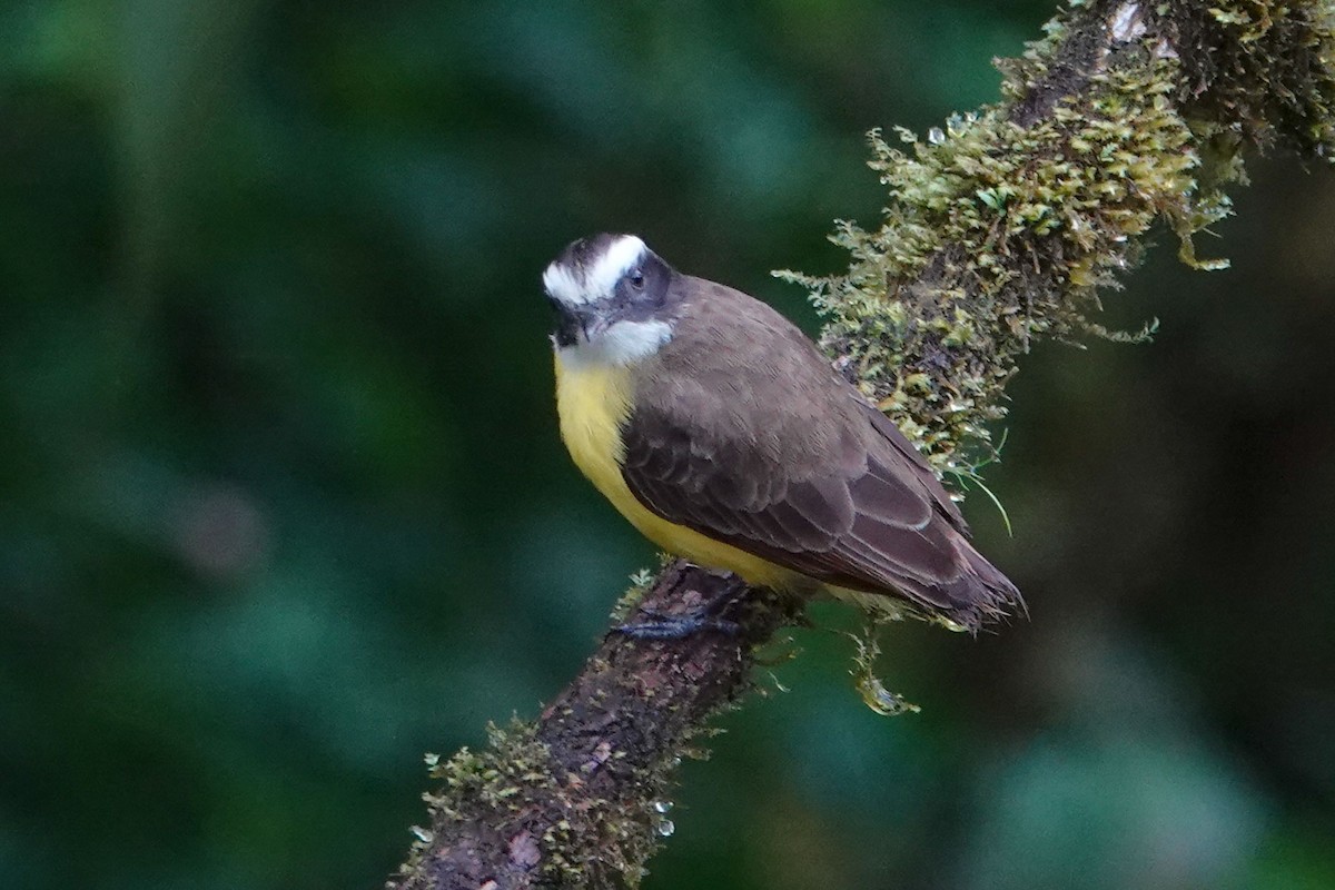 Golden-bellied Flycatcher - Celesta von Chamier