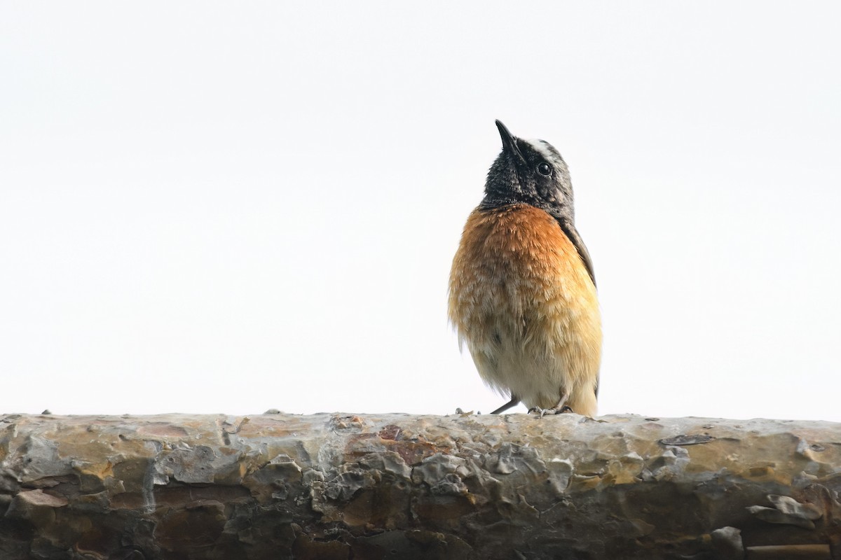 Common Redstart - Diana Schmies