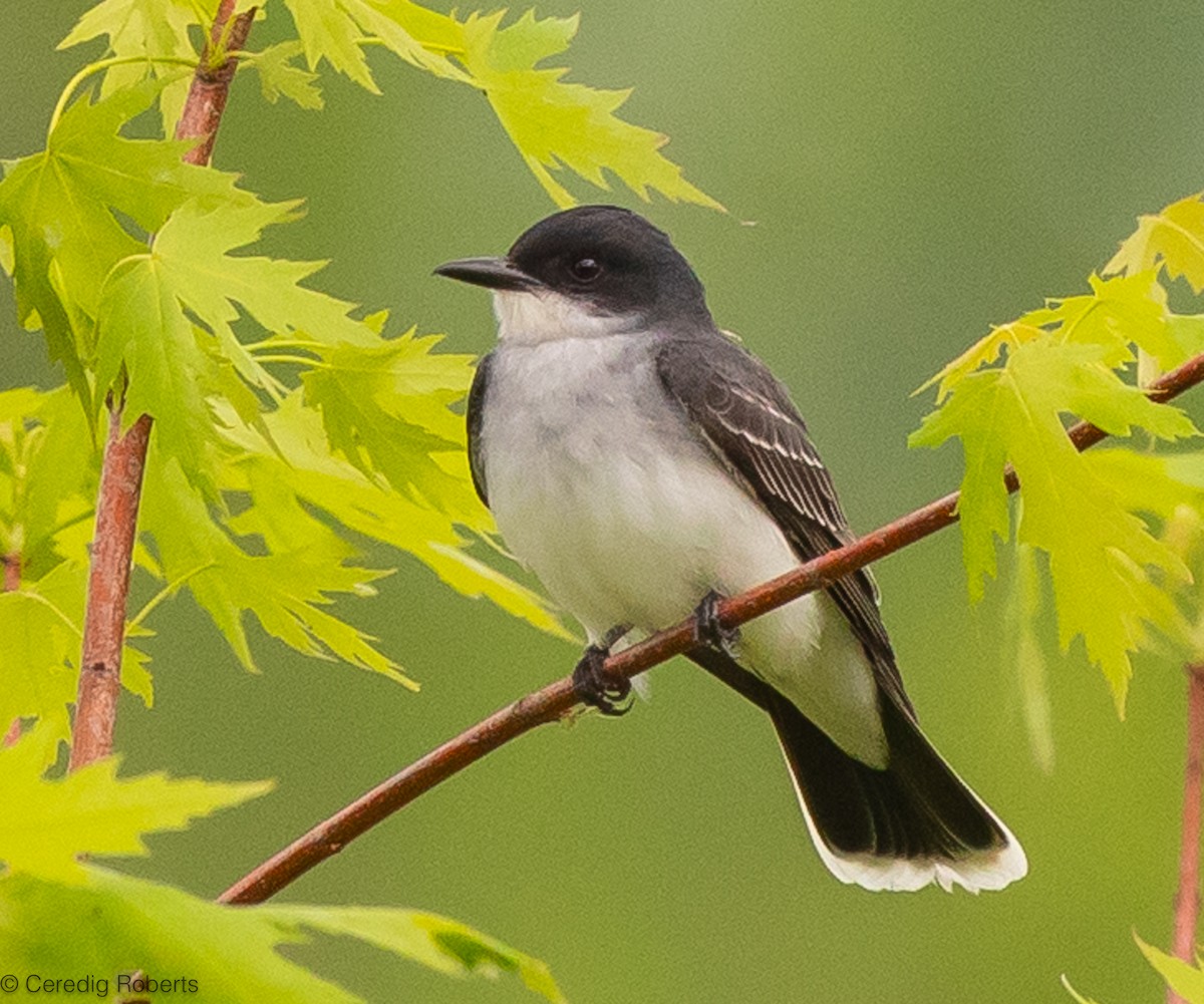 Eastern Kingbird - Ceredig  Roberts