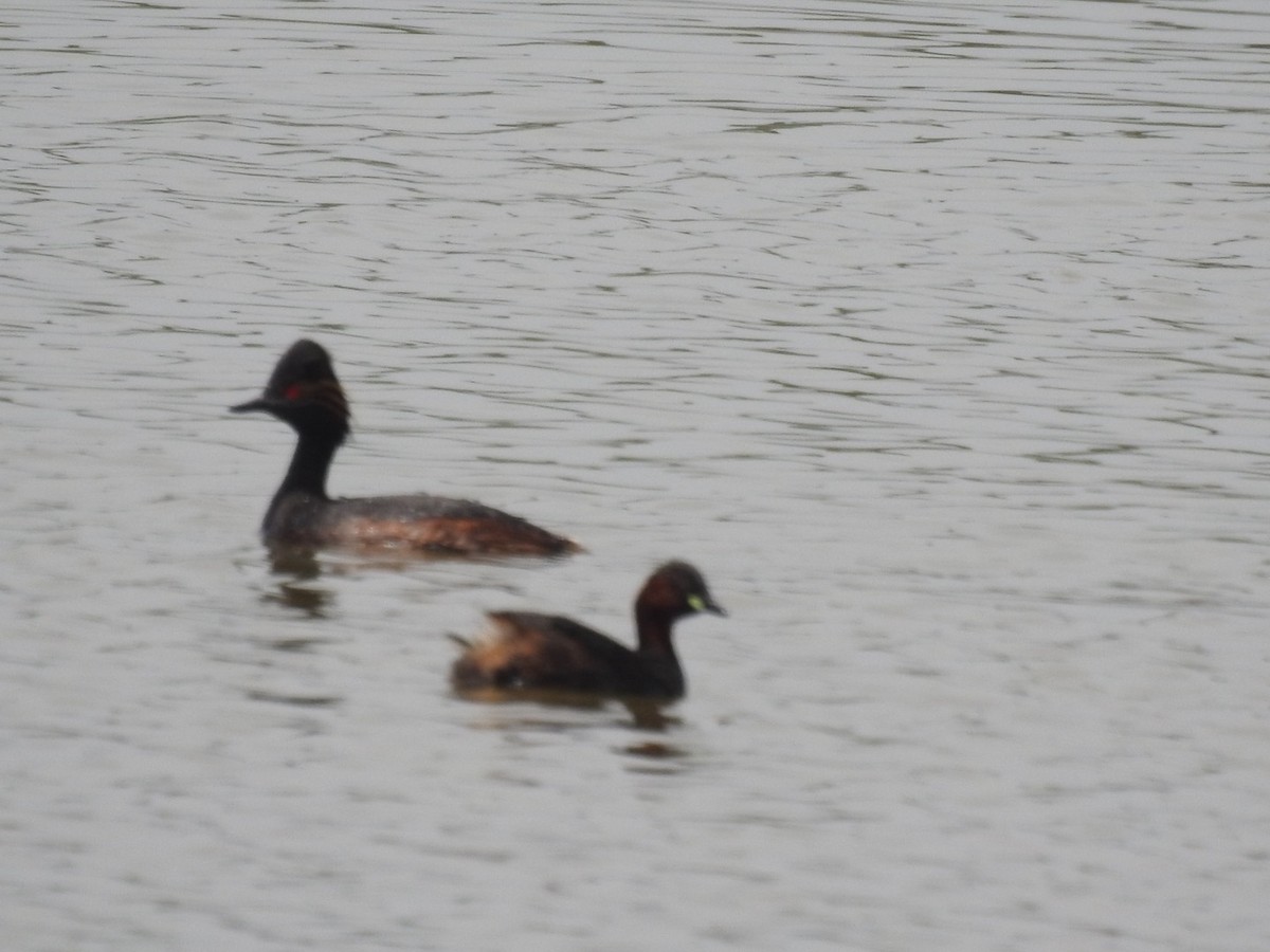 Eared Grebe - Anita Sigstam