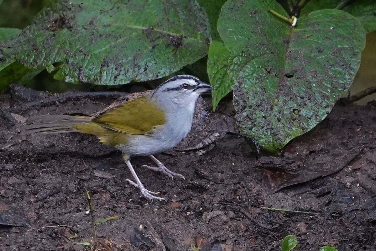 Black-striped Sparrow - ML619482660